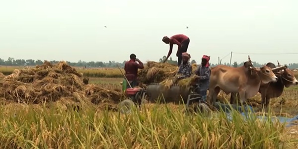 659_Bangladesh food crisis.jpg